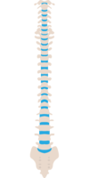 ostéo