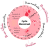 cycle femme ostéopathie