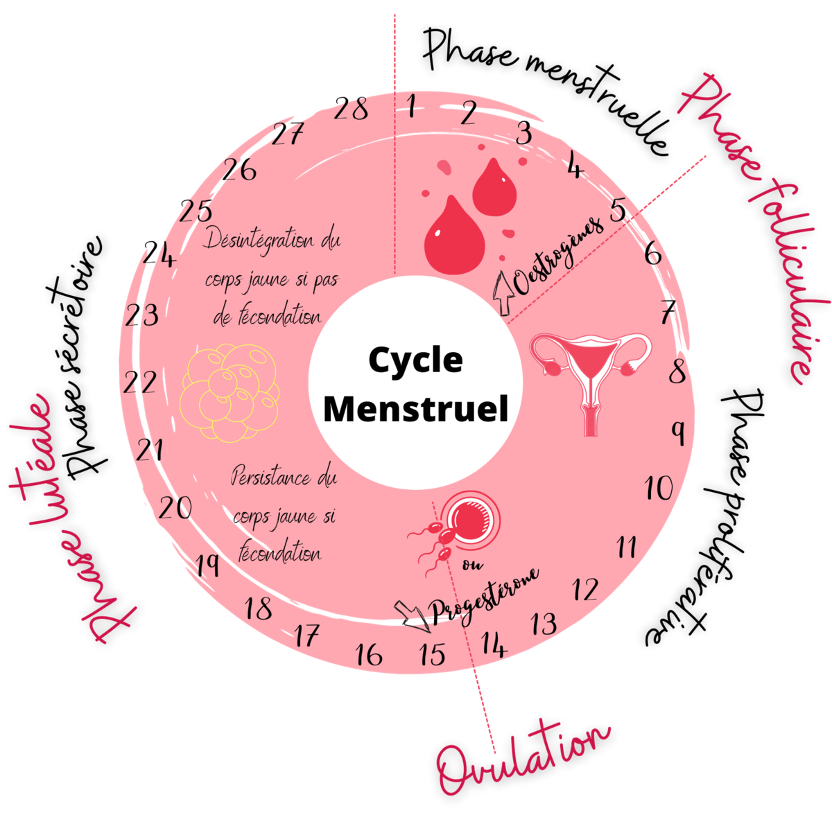 Le Cycle Menstruel De La Femme Articles 0728