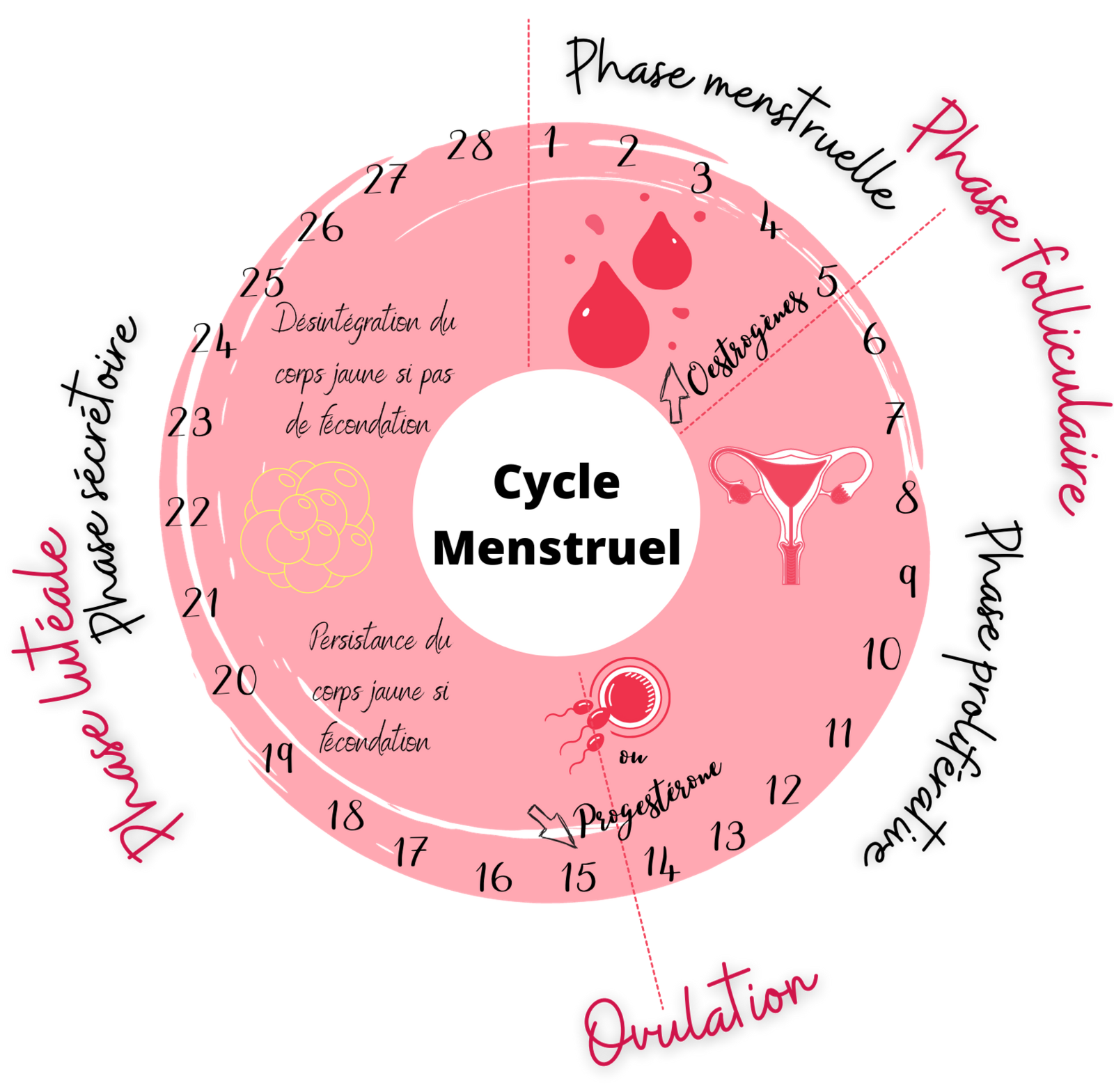 Le Cycle Menstruel De La Femme Articles