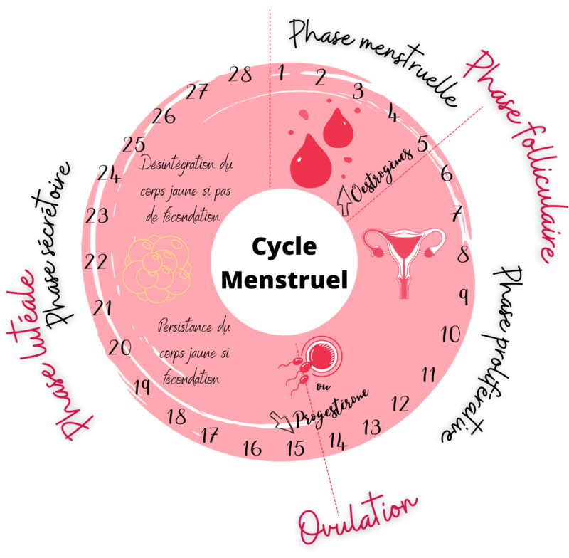 Le Cycle Menstruel De La Femme Articles 