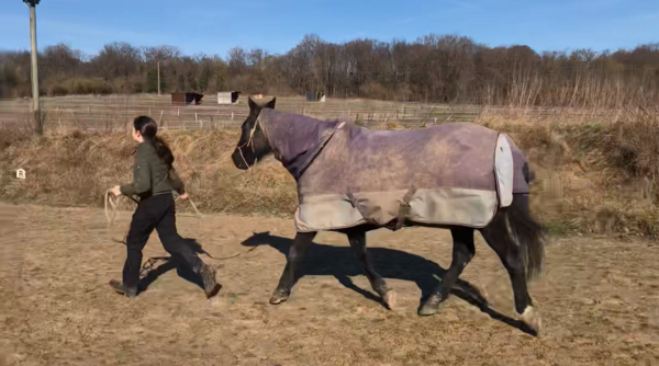 Une séance découverte equicoaching pour les enfants et adolescents, quelle utilité ?
