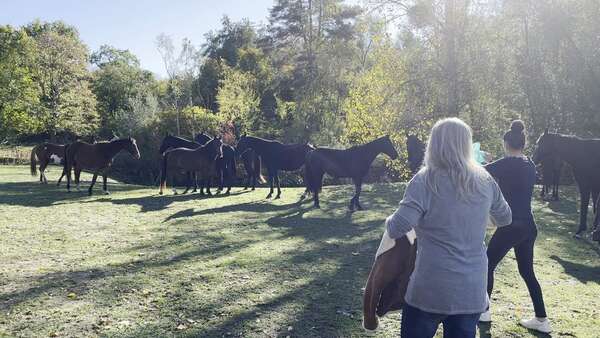 Les participants au milieu du troupeau de chevaux