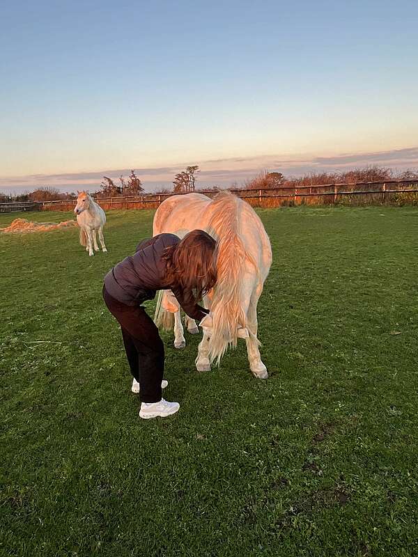 Neurosciences et Equicoaching : les 4 piliers de l’apprentissage