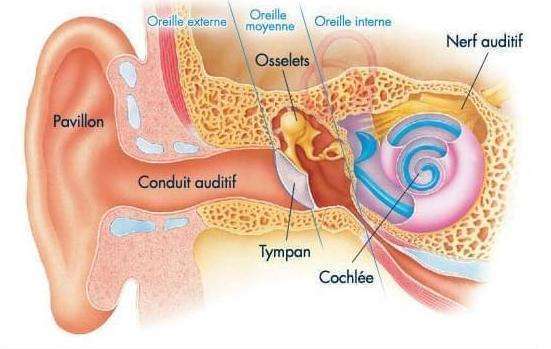 La prise en charge des acouphènes par la sophrologie et une équipe pluridisciplinaire, médecins ORL ,audioprothésistes et sophrologues.