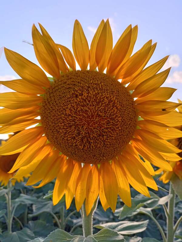 Gérer sa charge mentale avec la sophrologie