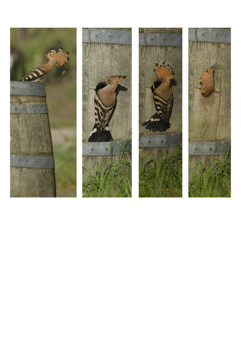 huppe_et_barrique_nid_