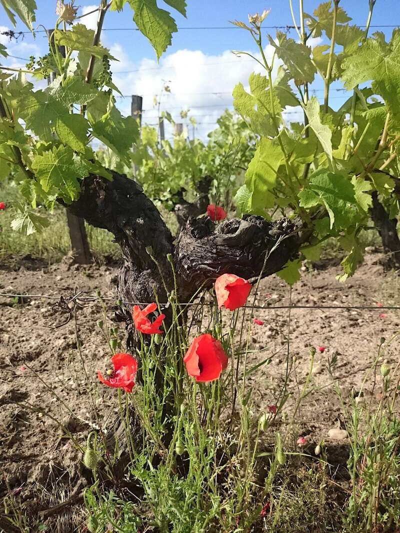 vigne_coquelicot_gueyrosse