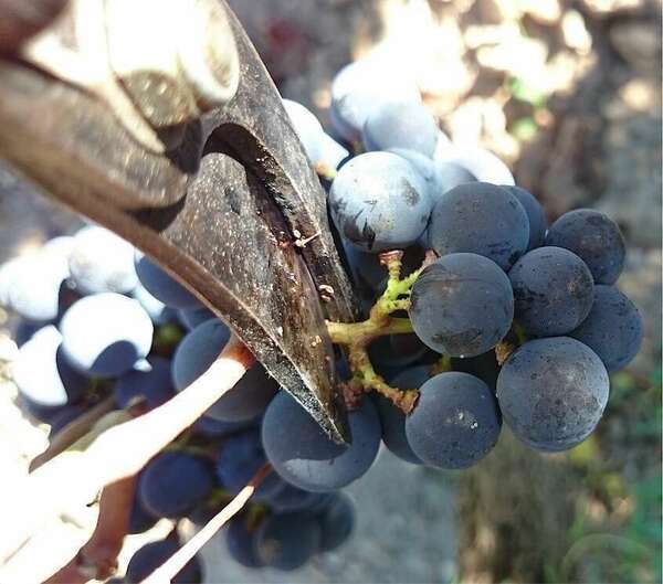 contrôle de maturité 2022