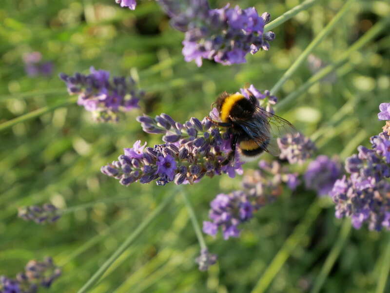 bourdon_lavande