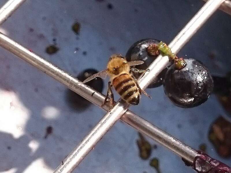 gueyrosse_raisin_abeille_1