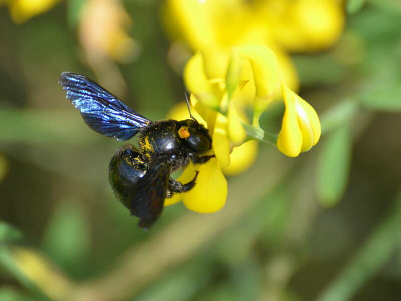 abeille_charpentiere