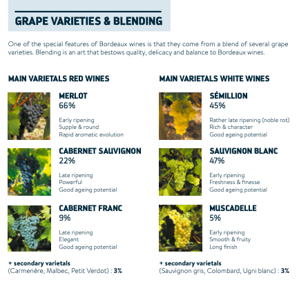 bordeaux_wines_grape_varieties