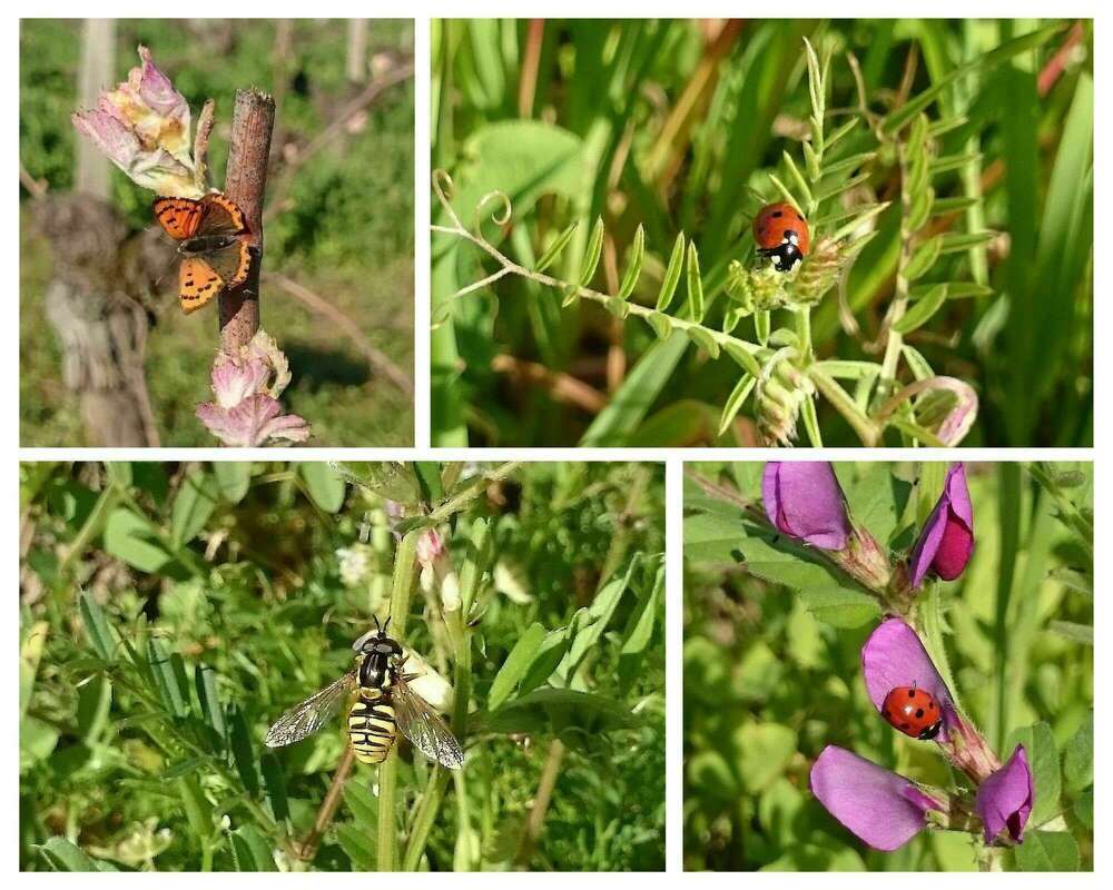 BIODIVERSITY in our vineyard