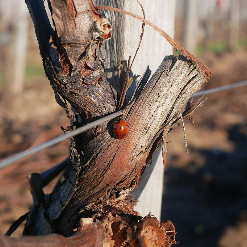 coccinelle_au_soleil20220705-3168242-a44bg0