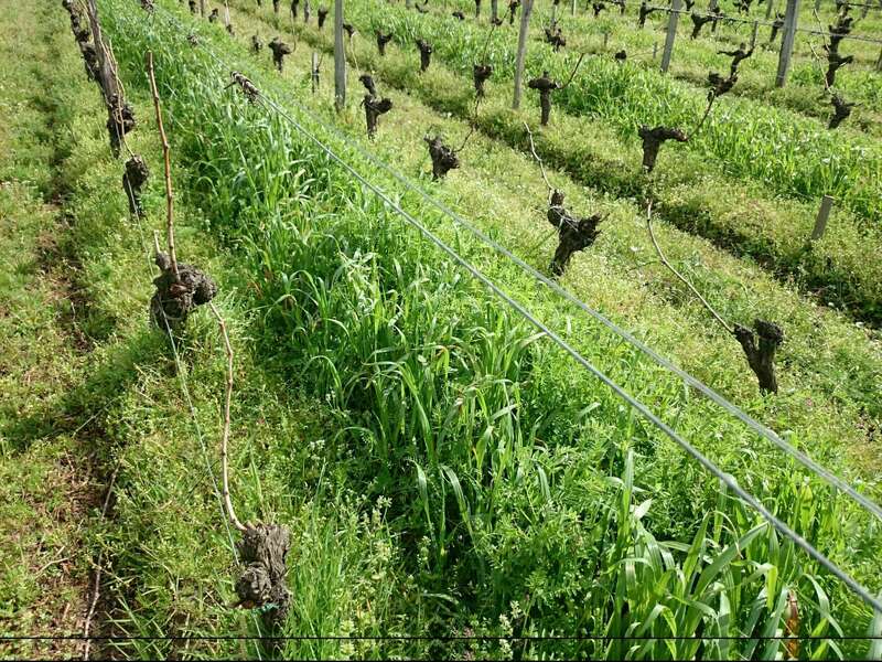 vignobles_yves_delol_engrais_vert20220705-3168242-x1f4w5