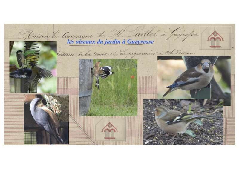 cha-teau-gueyrosse-oiseaux-du-jardin20220705-3168242-11q8vj7