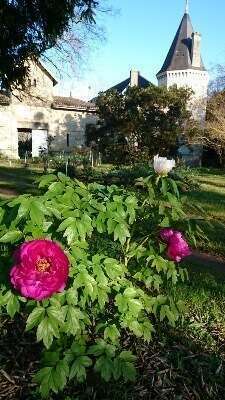 chateau_gueyrosse_au_printemps_copie20220705-3168242-eesyji