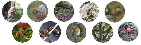 SAINT EMILION BEE FRIENDLY WINE