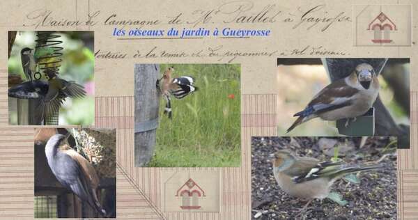 les oiseaux du jardin Château Gueyrosse