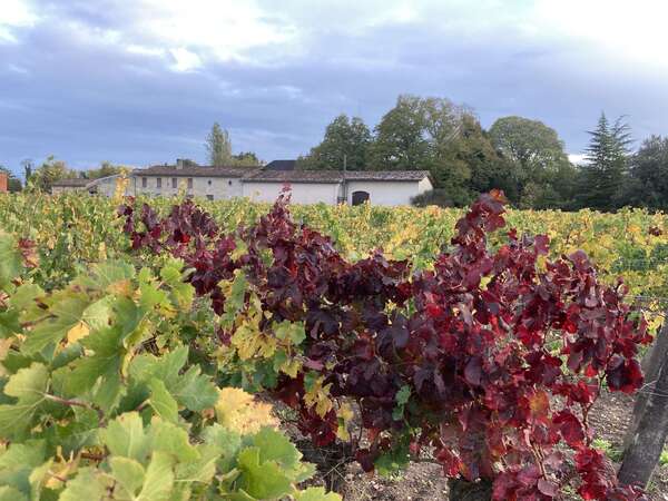 vignes automne 2025