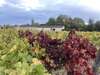 SAINT EMILION DISCOVER ORGANIC ESTATES