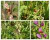 SAINT EMILION BIODIVERSITY