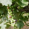 MERLOT