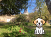 SAINT EMILION DOG FRIENDLY