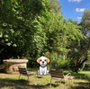 SAINT EMILION DOG WELCOME