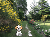 DOG FRIENDLY SAINT EMILION VINEYARD