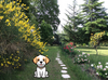 SAINT EMILION WITH MY DOG