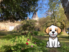 SAINT EMILION WITH MY DOG