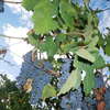 MERLOT CHATEAU GUEYROSSE