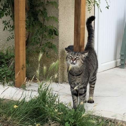 bois-and-design-enclos-animaux-sur-mesure-12