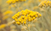 naturopathie, cycle féminin, bien grandir, massage bien-être, formation