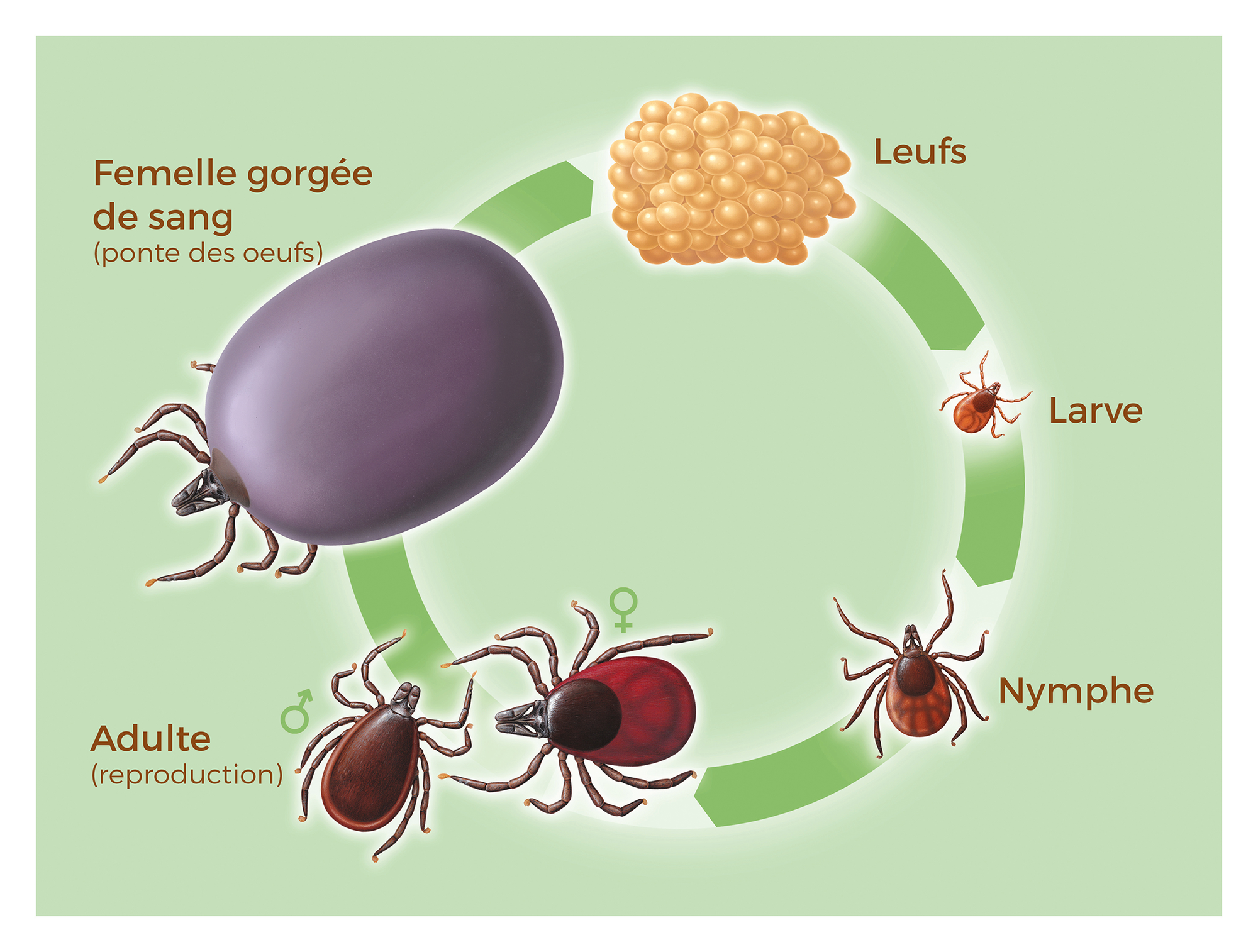 Les Parasites | Clinique Vétérinaire Du Champ De Foire