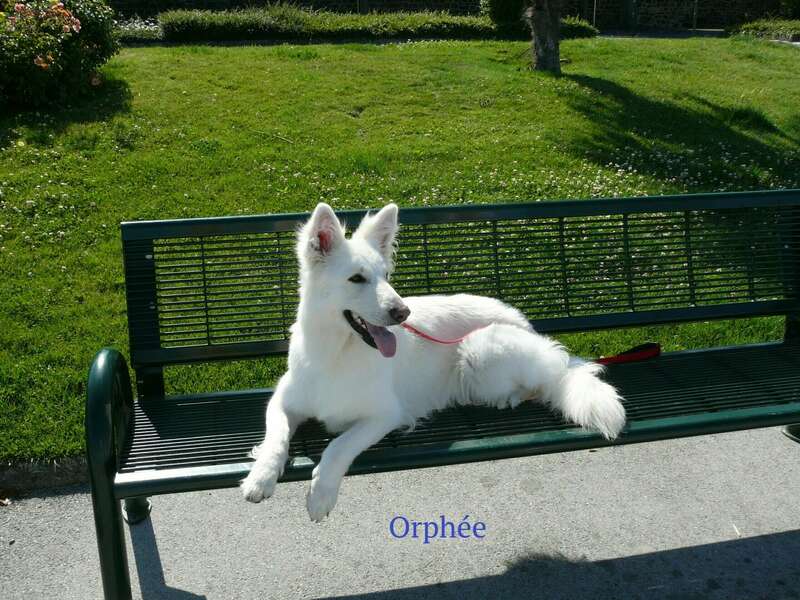 orphee