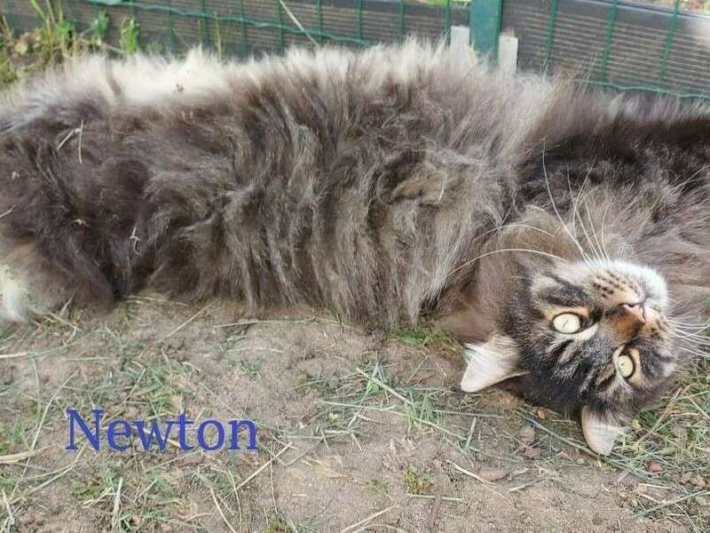 newton