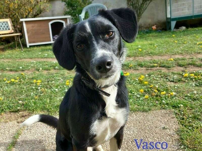 vasco