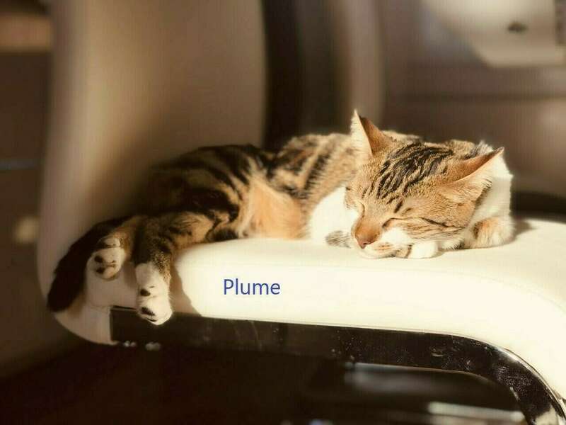 plume