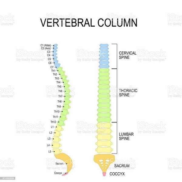 Maux de dos, sciatique, cruralgie , lombalgie....