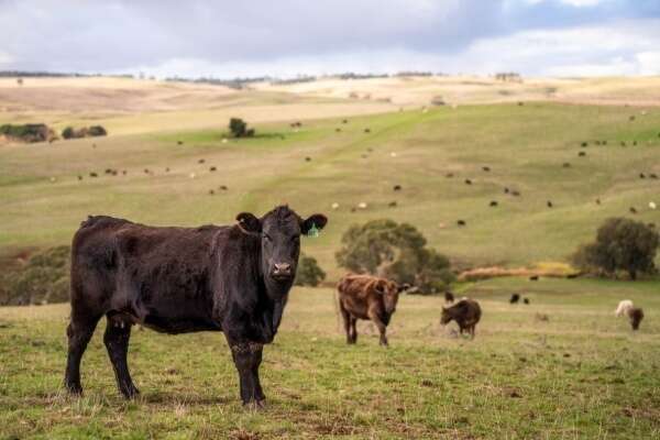 Aides agricoles : précisions pour les bovins et la canne à sucre