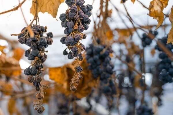 Vignes en friche : une sanction pour protéger les cultures