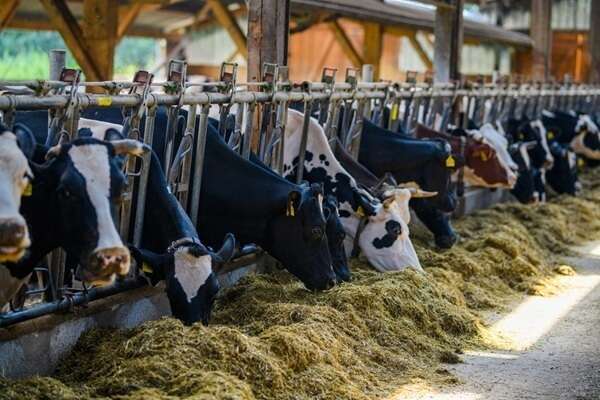 Élevages : du nouveau concernant les animaux reproducteurs