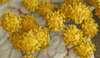 flore intestinale