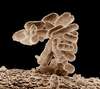 la flore intestinale