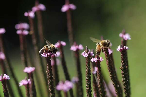 Message de la fleur de Verveine