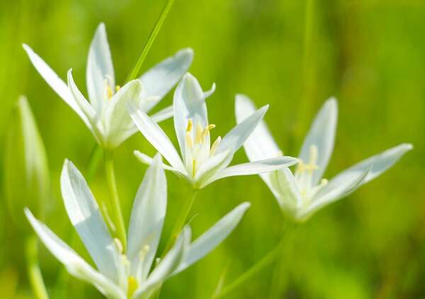 Le message de l'Étoile de Bethléem