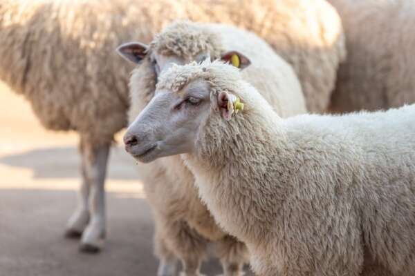 Identification des ovins et des caprins : des mouvements plus suivis